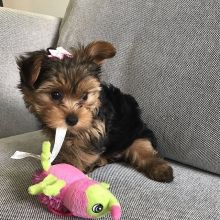 Lovely Yorkshire Terrier puppies