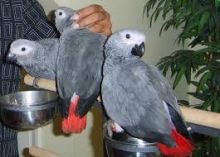 Top quality African Grey parrots