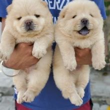 Well socialized Chow Chow Puppies