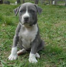 Beautiful CKC American Staffordshire Terrier Puppies Image eClassifieds4U