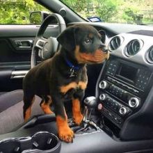 Lovely Rottweiler puppies available Image eClassifieds4U