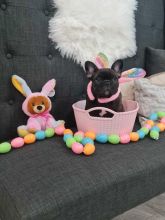 Quality French Bulldog Puppies Image eClassifieds4u 2
