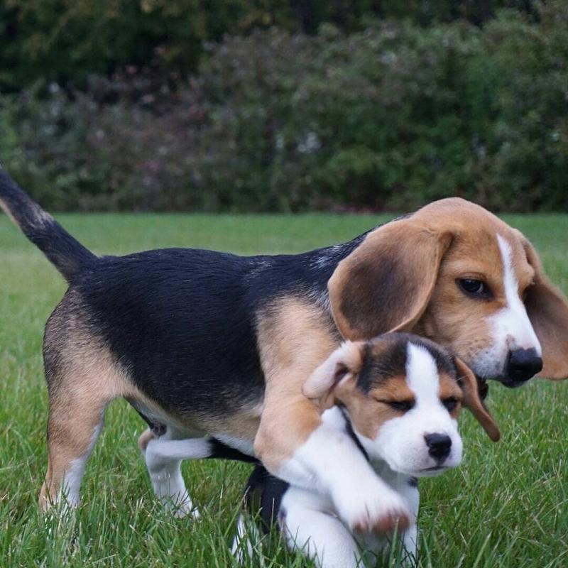 🐕💕 C.K.C BEAGLE PUPPIES 🟥🍁🟥 READY FOR A NEW HOME 💗🍀🍀 Image eClassifieds4u