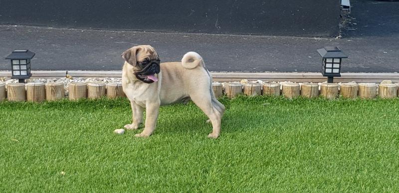 🟥🍁🟥 C.K.C PUG PUPPIES AVAILABLE 🟥🍁🟥 Image eClassifieds4u