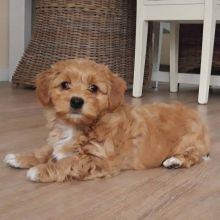 Adorable Havanese puppies for adoption