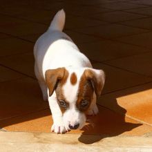 Beautiful Jack Russell Terrier Puppies
