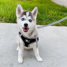 🟥🍁🟥 CANADIAN MALE AND FEMALE Pomsky PUPPIES AVAILABLE