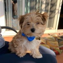 Morkie puppies available for real homes