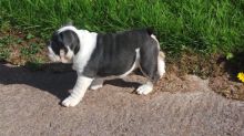 Playful English Bulldog puppies for Rehoming