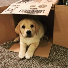 Two Lovely Labrador retriever puppies available.