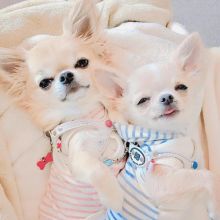 2 amazing little Chihuahua puppies