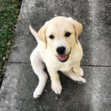 2 healthy, home trained Labrador Retriever pups for adoption.