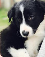 Adorable Australian Shepherd puppies for rehoming