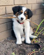 Adorable Border Collie pups