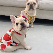 Affectionate French Bulldog Puppies