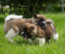 Akita puppies ready to go