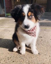 AUSTRALIAN SHEPHERD male and female puppies for adoption