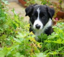 Australian Shepherd Puppies Available Now (12wk Old)