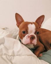 🧡Awesome Boston terrier puppies given for adoption💙