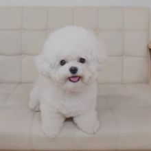 Beautiful bichon frise puppies for adoption