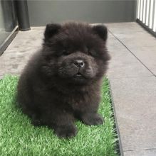 Beautiful Chow chow puppies 12 weeks old