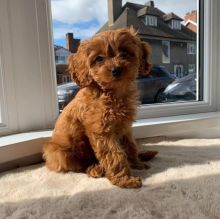 Cavapoo male and female puppies for adoption