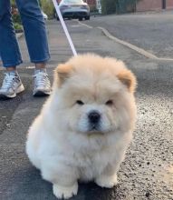 CKC Chow Chow Puppies