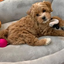CKC Healthy Male and Female Maltipoo puppies ready for Adoption