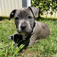 CKC Male and Female American Staffordshire Terrier Puppies