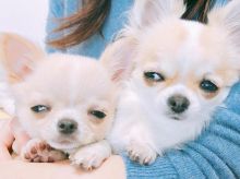 C.K.C MALE AND FEMALE CHIHUAHUA PUPPIES AVAILABLE