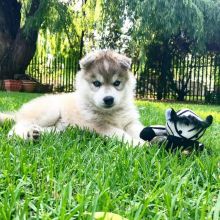 C.K.C MALE AND FEMALE SIBERIAN HUSKY PUPPIES AVAILABLE