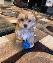 CUTE AND AMAZING MORKIE PUPPIES FOR RE-HOMING