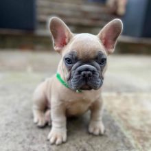 Cute French Bulldog Puppies for Re-homing