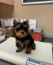 Enchanting Ckc Teacup ? Yorkie Puppies