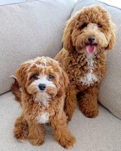Excellence lovely Male and Female cavapoo Puppies for adoption..