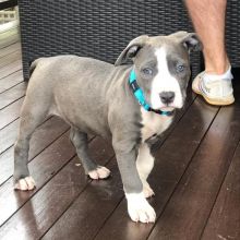 Fantastic Ckc Blue Nose American Pit Bull Terrier Puppies Available