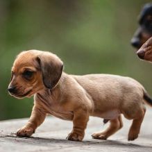 Fantastic Male Female Dachshund Puppies Now Ready For Adoption