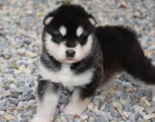 Gorgeous Alaskan Malamute Puppies For Adoption