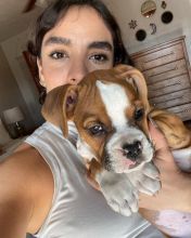 Healthy Male and female Boxer puppies for Re-Homing