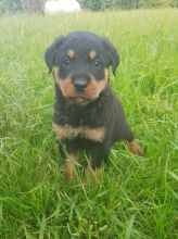 Healthy Male and female Rottweiler puppies for Adoption