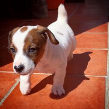 Jack Russell puppies