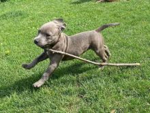 Magnificent American Staffordshire Terrier puppies