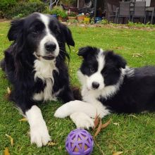 Male and Female Border Collie Puppies