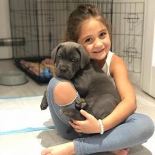 male and female cane Corso puppies