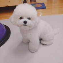 male and female home raise Bichon Frise puppies,