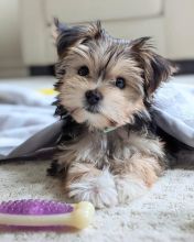 Morkie puppies available for real homes