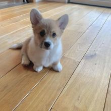 Pembroke Welsh Corgi puppies for Rehoming 💕Delivery Available🌎