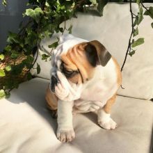 Playful English Bulldog puppies for Rehoming