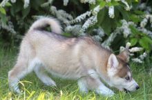 Pomsky male and female puppies for adoption