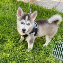 Pomsky male and female puppies for adoption